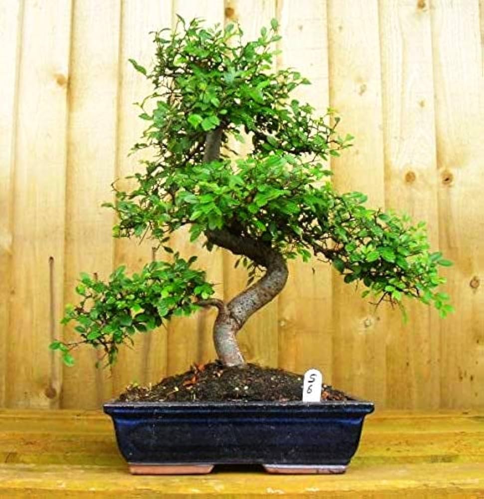 Bonsai Plants